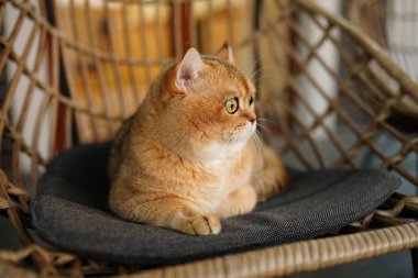 Sandalyede oturan kızıl kedi. Açık havada dinlenen kocaman yeşil gözleri olan İngiliz altını..