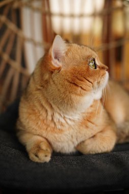 Sandalyede oturan kızıl kedi. Açık havada dinlenen kocaman yeşil gözleri olan İngiliz altını..