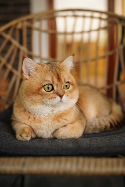 Sandalyede oturan kızıl kedi. Açık havada dinlenen kocaman yeşil gözleri olan İngiliz altını..