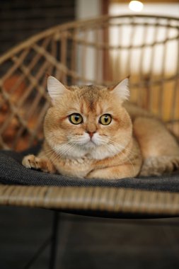 Sandalyede oturan kızıl kedi. Açık havada dinlenen kocaman yeşil gözleri olan İngiliz altını..