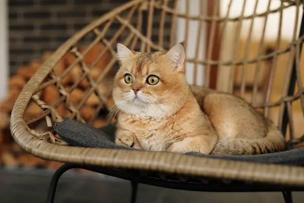 Ginger Cat Sitting Chair British Golden Huge Green Eyes Relaxing — Stock Photo, Image