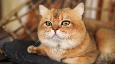 Sandalyede oturan kızıl kedi. Açık havada dinlenen kocaman yeşil gözleri olan İngiliz altını..