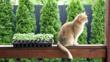 Sevimli İngiliz Shorthair kedisi, arka bahçedeki ahşap bir bankta oturmuş, ilginç bir şekilde yeşil fideleri izliyor. Parlak doğal ışık. Evcil hayvanlar, bahçıvanlık, doğa, bahar ve ekolojik yaşam tarzıyla ilgili konular için mükemmel..