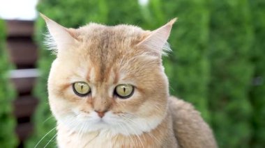 Video, arka bahçedeki ahşap bir bankta oturan sevimli İngiliz Shorthair kedisini kapatıyor. Parlak doğal ışık. Evcil hayvanlar, bahçıvanlık, doğa, bahar ve ekolojik yaşam tarzıyla ilgili konular için mükemmel..