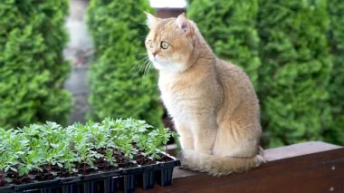 Video tapılası İngiliz Shorthair kedisi arka bahçedeki ahşap bir bankta oturmuş ilginç bir şekilde yeşil fideleri izliyor. Parlak doğal ışık. Evcil hayvanlar, bahçıvanlık, doğa, bahar ve ekolojik yaşam tarzıyla ilgili konular için mükemmel..