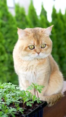 Sevimli İngiliz Shorthair kedisinin arka bahçedeki ahşap bir bankta oturup ilginç bir şekilde yeşil fideleri gözlemlediği bir video. Parlak doğal ışık. Evcil hayvanlar, bahçıvanlık, doğa, bahar ve ekolojik yaşam tarzıyla ilgili konular için mükemmel.