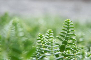 Yeşil bitki, boş şablon alanına sahip bulanık ışık arkaplanına yakınlaşır