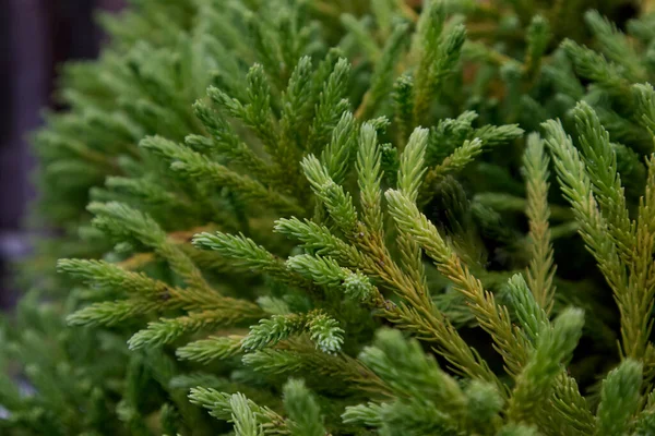 stock image Branch of a green plant with small needles close-up. High quality photo