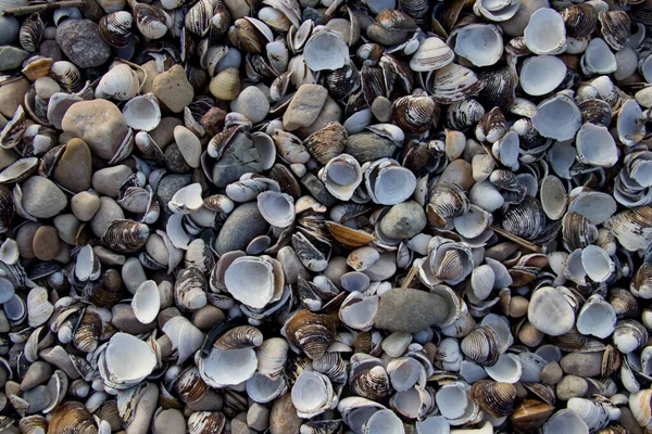 Seashells Diferentes Tamanhos Formas Close Vista Superior Foto Alta Qualidade — Fotografia de Stock