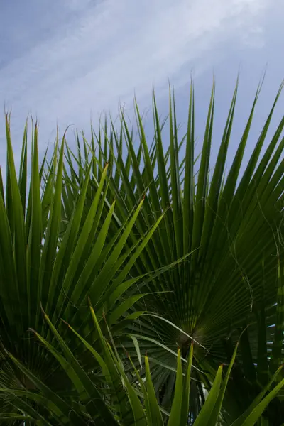 Green Palm Leaves Blue Skyhigh Quality Photo — Stock Photo, Image