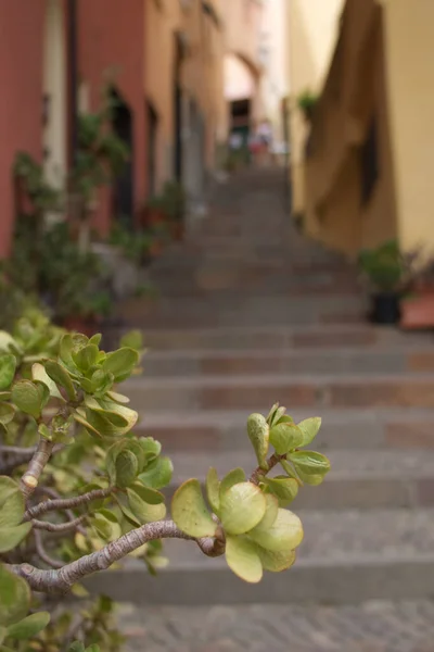Tree jade close-up against the background of an old staircase on a narrow street. High quality photo