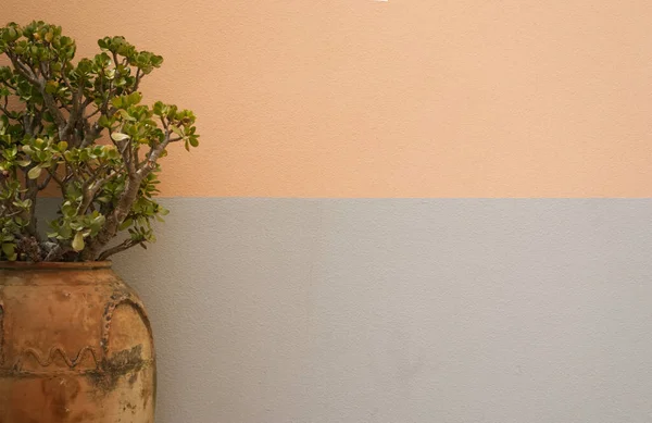 Crassula tree in an old clay pot against the background of a texture wall. High quality photo