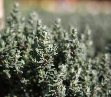 Fresh sprigs of thyme close-up. High quality photo