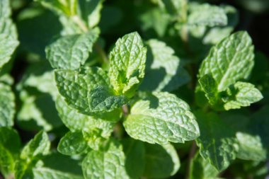 Fresh mint leaves on bushes close-up. High quality photo