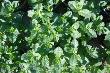 Fresh mint leaves on bushes close-up. High quality photo
