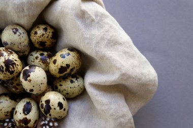 Spotted quail eggs close up. High quality photo