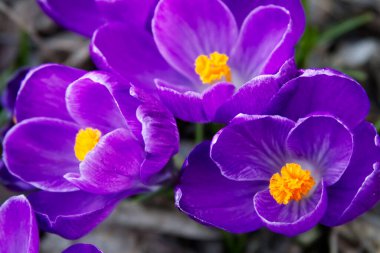Purple crocuses on a spring lawn outside close-up. High quality photo
