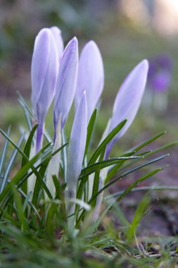 Tender crocuses on a spring lawn outside close-up. High quality photo