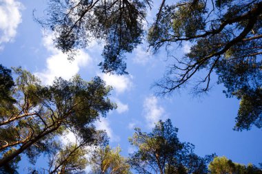 View of the spring sky through the trees. High quality photo