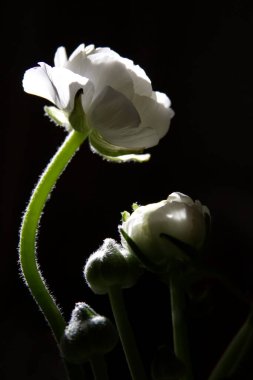 White flowers and buds of ranunculus on a dark background in sunlight backlight. High quality photo