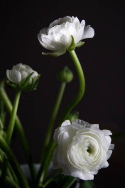 White flowers and buds of ranunculus on a dark background in sunlight backlight. High quality photo