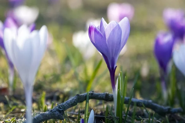 Tender crocuses on a spring lawn outside close-up. High quality photo