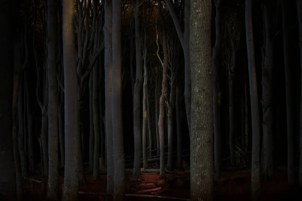 View Tree Trunks Night Ghost Forest High Quality Photo — Foto de Stock