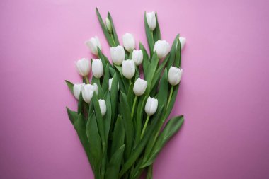 White tulips on a pink background top view. High quality photo