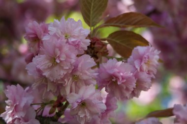 Branch of pink cherry blossoms close up. High quality photo
