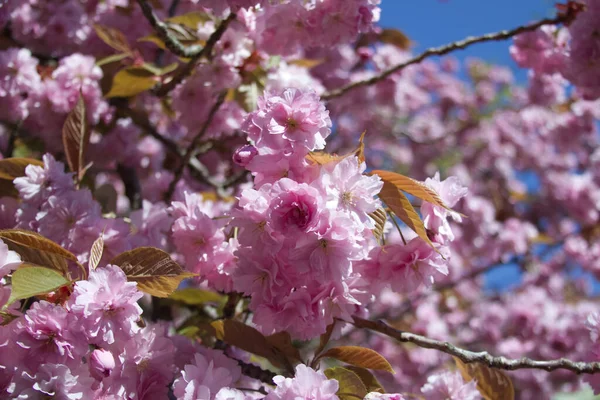 Branch of pink cherry blossoms close up. High quality photo