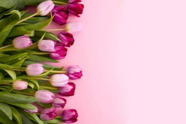 Pink and lilac tulips spread out on a pink background close up