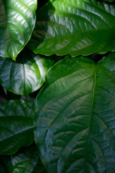 Texture green leaves of a tropical plant close up. High quality photo