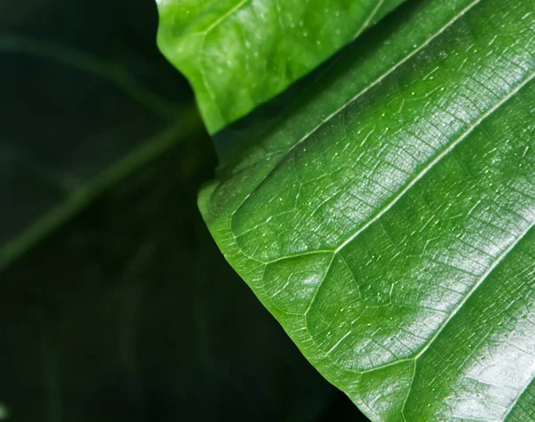 Texture green leaf of tropical plant close up copy space . High quality photo