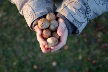 A child holds a bunch of nuts in his hands - hickory nut. High quality photo
