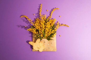 Mor arka plan fotokopi alanı üzerinde kağıt bir zarfın içinde sarı mimoza çiçekleri. Yüksek kalite fotoğraf