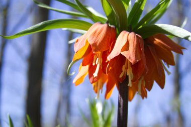 Çiçek fındığı orman tavuğu imparatorluk yakın çekim. Yüksek kalite fotoğraf