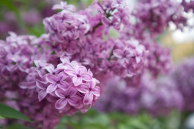 Çiçekli leylak çalıları kapanıyor. Yüksek kalite fotoğraf