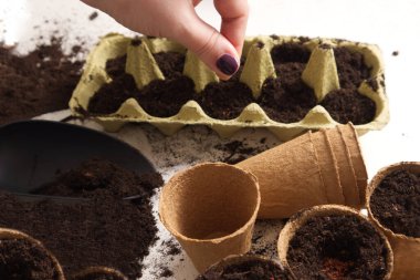 Karton kaplara tohum eken bir kadın. Yüksek kalite fotoğraf