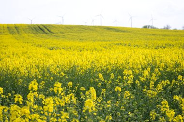 Kolza tohumu tarlasında sarı çiçekler ve ufukta rüzgar türbinleri. Yüksek kalite fotoğraf