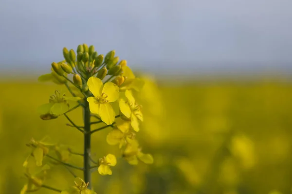 Fiori Colza Gialli Vicino Foto Alta Qualità — Foto Stock