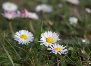Wild daisy flowers in green grass close up. High quality photo