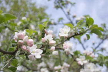 Çiçek açmış bir elma ağacının dalı. Yüksek kalite fotoğraf