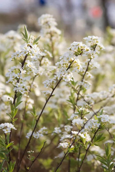 Białe Kwiaty Gałęziach Krzewu Wiosennego Zamknąć Wysokiej Jakości Zdjęcie — Zdjęcie stockowe