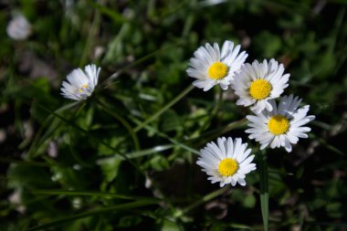 Wild daisy flowers in green grass close up. High quality photo