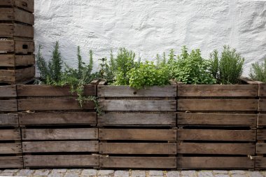 Baharatlı ve şifalı bitkiler tahta kutularda beyaz bir duvara karşı dikilmiş. Yüksek kalite fotoğraf