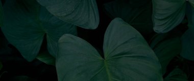 Yeşil yeşillik canavarının geçmişi. Yakın plan.