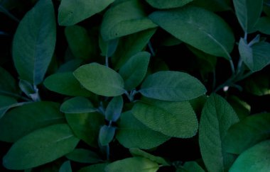 Yenilebilir bitkilerin yeşil yaprakları arka plan olarak kapanır