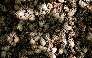 Doku kozalakları doğal bir arka plan yakın plan olarak yüzeye çıkar.