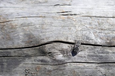 Büyük bir çam kokulu Chalcophora mariana ahşap bir yüzeye yakın çekim