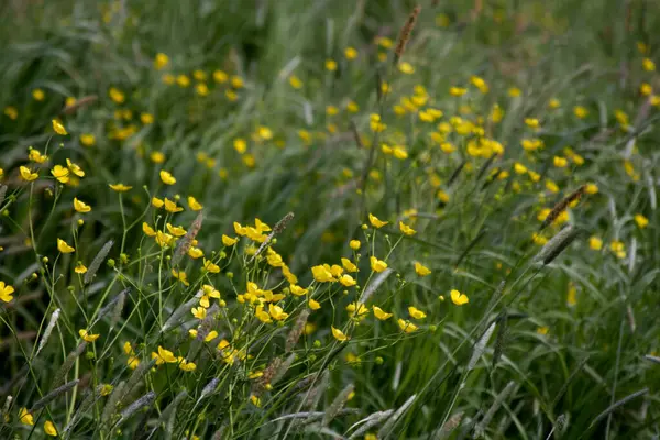 Yellow wildflowers on a background of a lush green meadow copy space